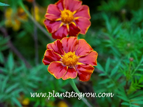 Burning Embers Marigold (Tagetes)